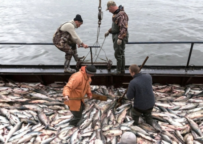 Путин вернул России рыбу — Володин о денонсации договора с Великобританией о рыболовстве