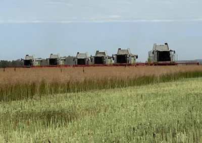 И ты, Си? Китай практически прекратил импорт пшеницы из России