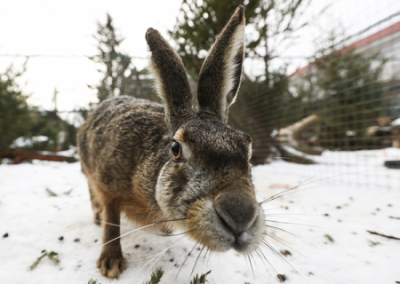 На Украине запретили называть серого зайца «русаком»