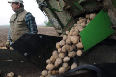 Житница разорена: украинцы варят борщ из египетской картошки и заедают польским салом
