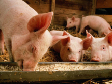 Украинское зерно съели испанские свиньи, а не голодающие в Африке
