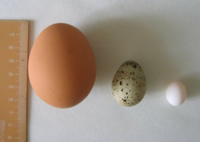 После скандала в Минобороны на Украине по-новому будут продавать яйца