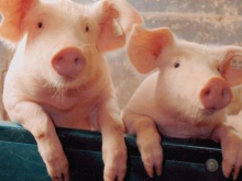 Дожили! Импорт свинины на Украину превысил экспорт в 10 раз