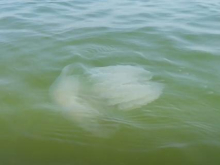 На курортах Украины отдыхающих атакуют морские блохи и ядовитые медузы