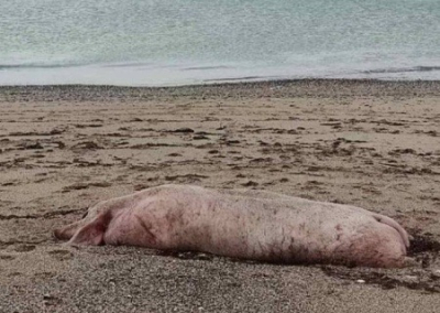 В Крыму море выбросило украинских свиней, заражённых чумой