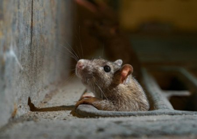 Мыши, крысы есть? Города ДНР атакуют грызуны