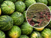 На Херсонщине фермеры массово уничтожают урожай арбузов