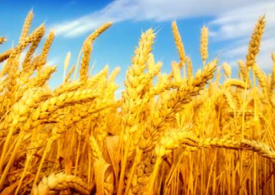 Зерновая блокада. Как европейцы губят сельское хозяйство Украины