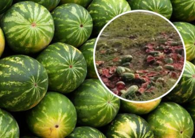 На Херсонщине фермеры массово уничтожают урожай арбузов