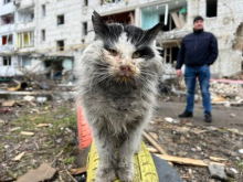 «Сенсации» по Бородянке не получится: на Западе уже понимают, что «бучанская резня» — дело рук украинских нацистов