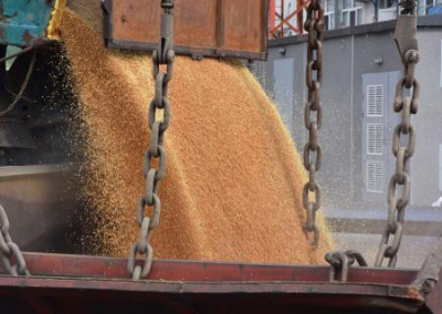 Аграрная житница готовится импортировать из России даже хлеб: всё зерно с Украины вывезли трейдеры