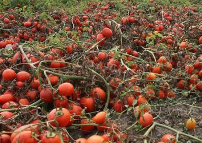Херсонские фермеры выкидывают на свалку помидоры. Банкротами стали уже 80 процентов хозяйств