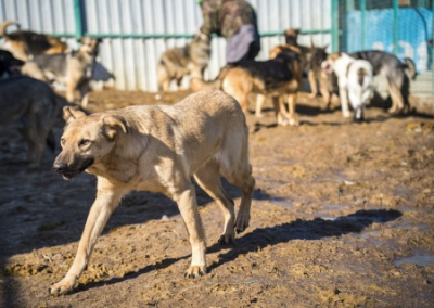 В Оренбурге предложили умерщвлять бездомных собак