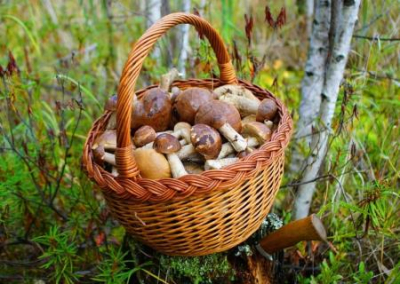 Украинцам разрешили собирать грибы в Белоруссии
