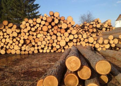 Министерство экономики Украины инициирует отмену моратория на экспорт леса-кругляка