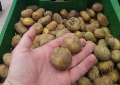 Картофельный кризис в ДНР