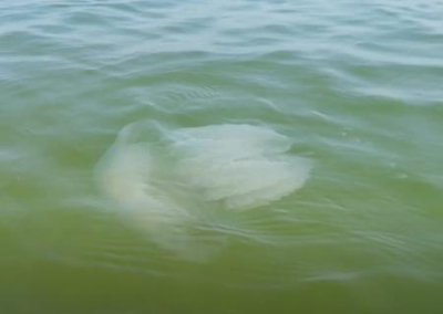На курортах Украины отдыхающих атакуют морские блохи и ядовитые медузы
