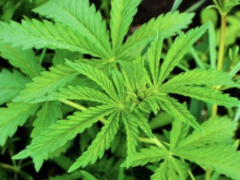 От Зеленского требуют протолкнуть закон о легализации наркотиков