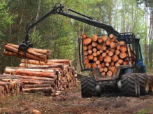 В Европу берут украинскую древесину, а не «дровосеков». Снова о массовой вырубке леса-кругляка