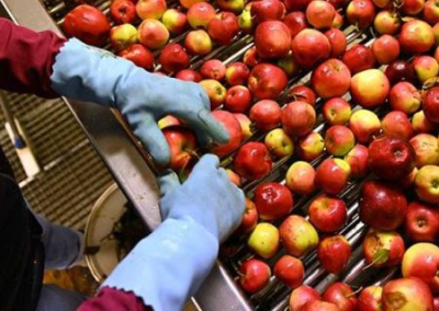 Польский рынок яблок рухнул из-за антироссийских санкций
